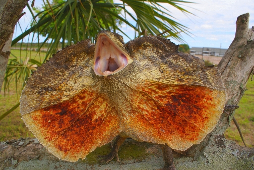 australian frilled lizards