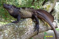www.SailfinDragon.com